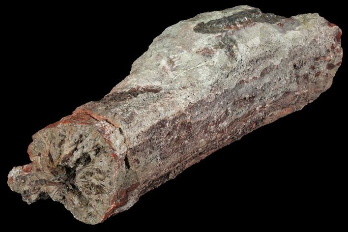 Devonian Petrified Wood (Callixylon) Log - Oldest True Wood #102060